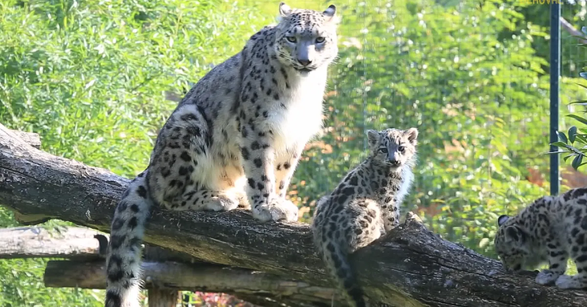 Magical Moments Unveiled Snow Leopard Cubs Make Adorable Debut In