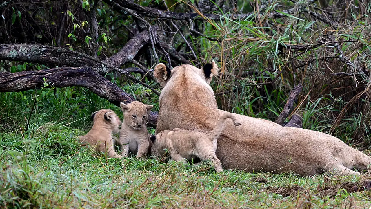 Lioness Lola gave birth to triplet cubs at Chelyabinsk . (Video)