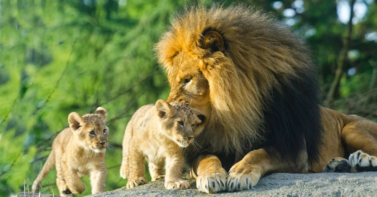 Lioness Lola gave birth to triplet cubs at Chelyabinsk . (Video)