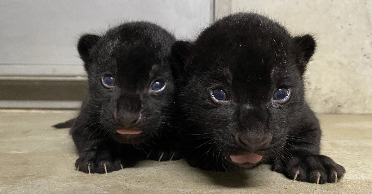 Black and cute... baby jaguar twins born at Kobe Municipal Oji Zoo for the first time in 8 years (Video)