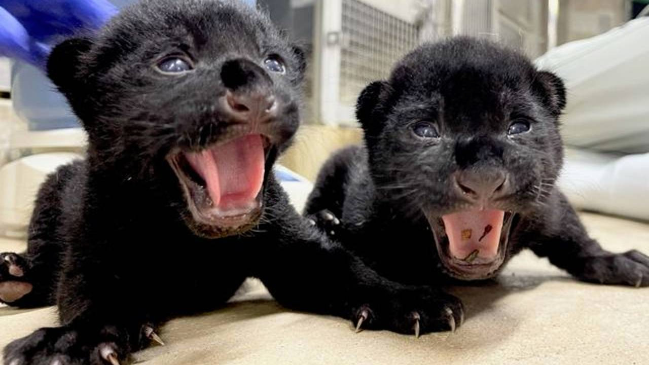 Lioness Lola gave birth to triplet cubs at Chelyabinsk . (Video)