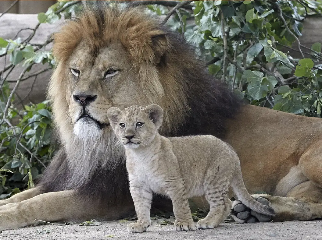 Lioness Lola gave birth to triplet cubs at Chelyabinsk . (Video)