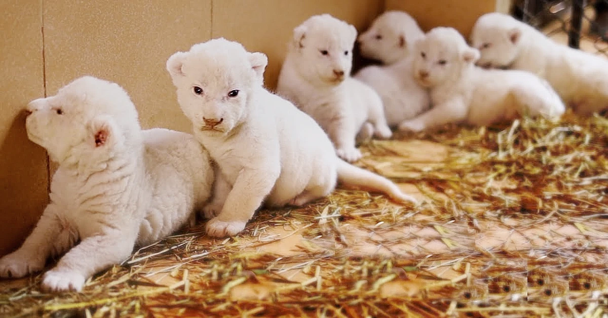 Lioness Lola gave 𝐛𝐢𝐫𝐭𝐡 to triplet cubs at Chelyabinsk . (Video)