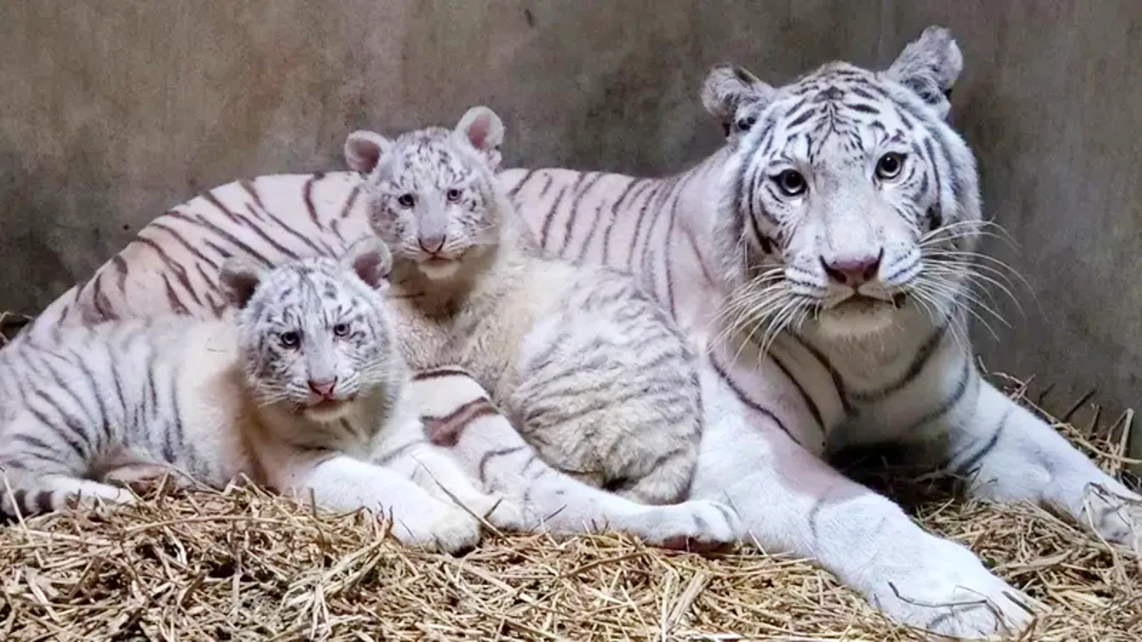 Lioness Lola gave birth to triplet cubs at Chelyabinsk . (Video)