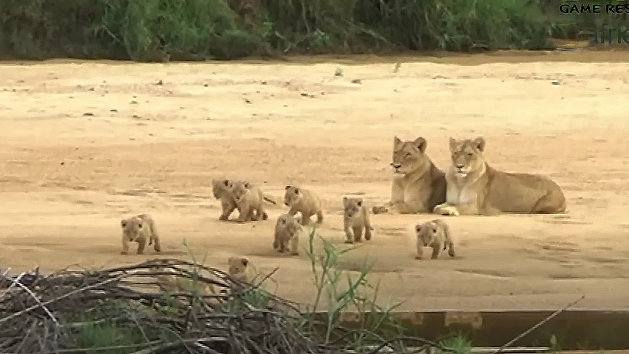 Lioness Lola gave birth to triplet cubs at Chelyabinsk . (Video)