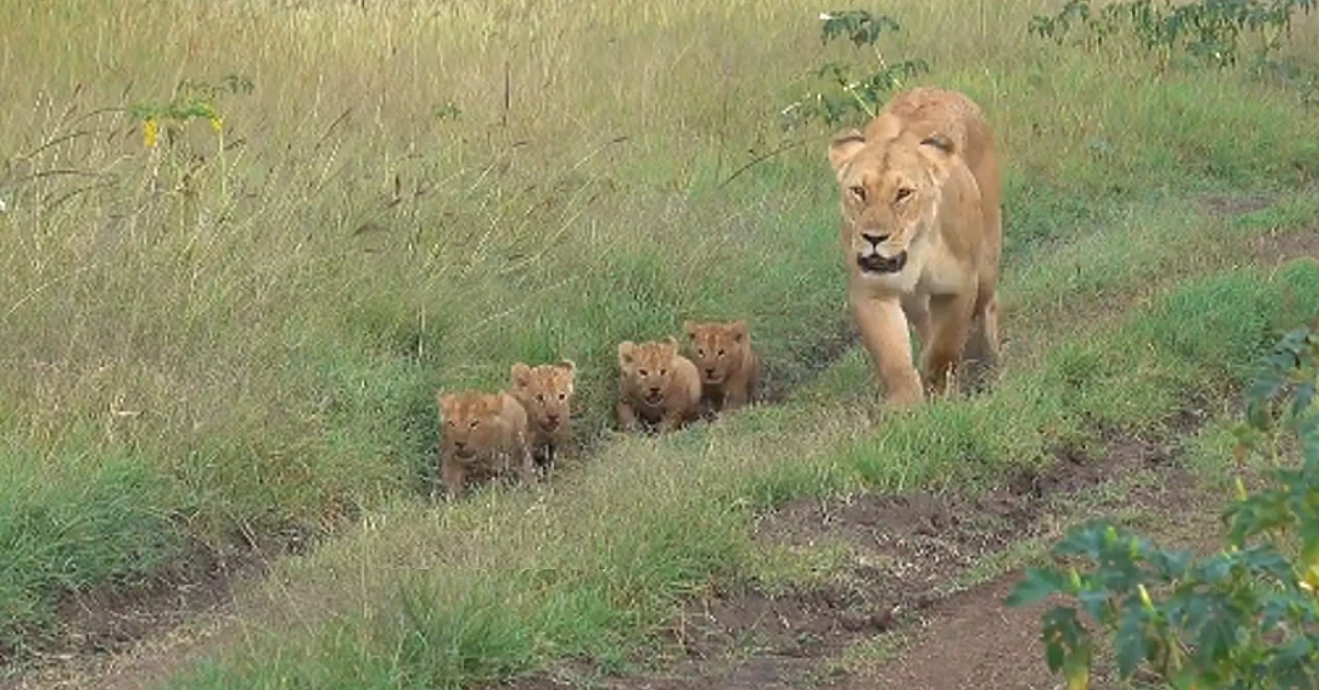 Lioness Lola gave birth to triplet cubs at Chelyabinsk . (Video)