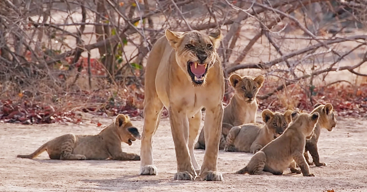 Lioness Lola gave birth to triplet cubs at Chelyabinsk . (Video)