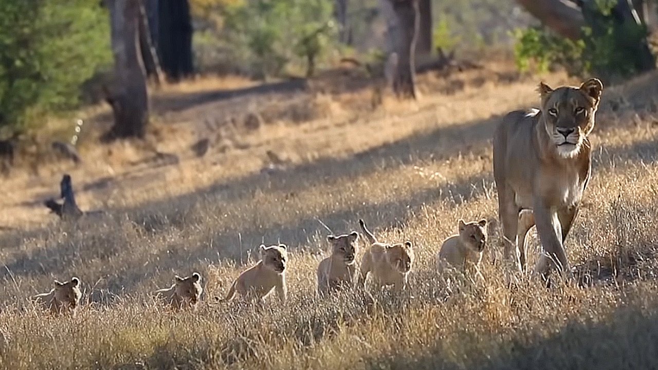 Lioness Lola gave birth to triplet cubs at Chelyabinsk . (Video)