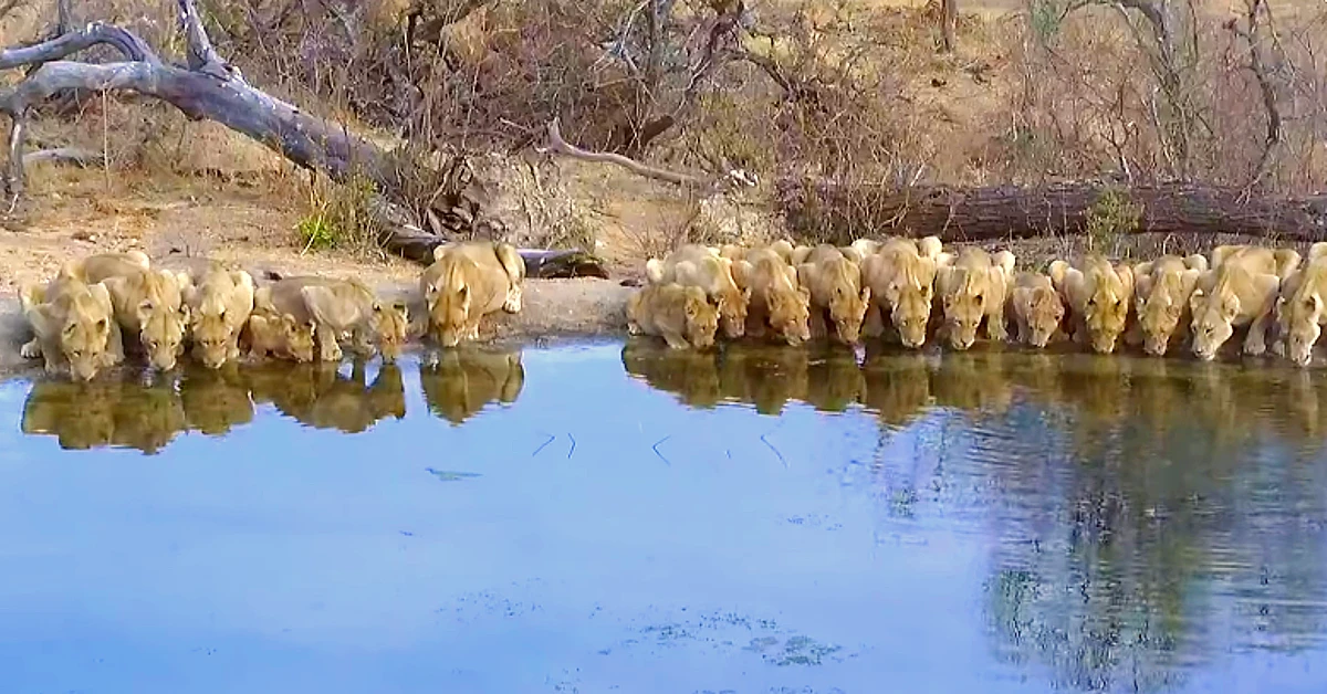 Lioness Lola gave birth to triplet cubs at Chelyabinsk . (Video)