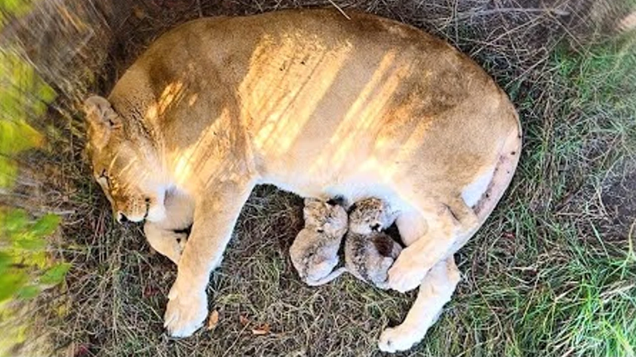 Lioness Lola gave birth to triplet cubs at Chelyabinsk . (Video)