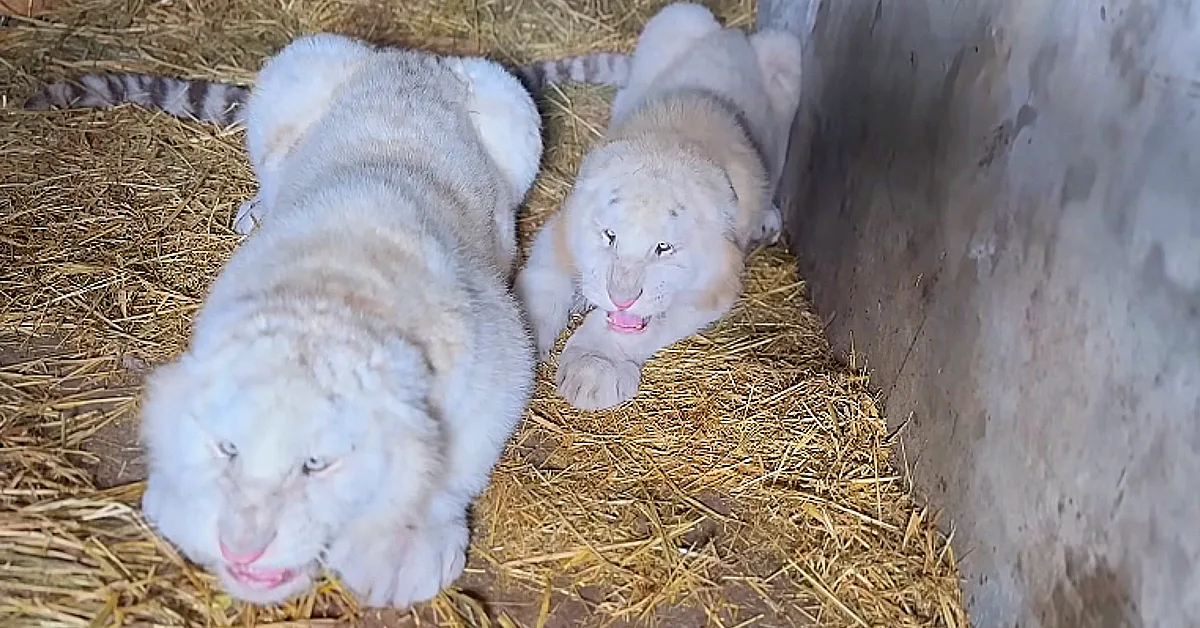 Lioness Lola gave birth to triplet cubs at Chelyabinsk . (Video)