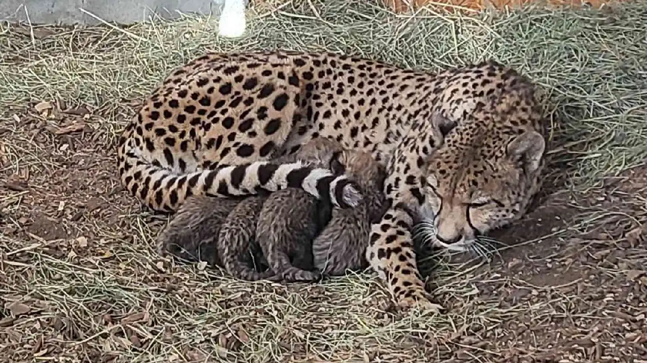 Lioness Lola gave birth to triplet cubs at Chelyabinsk . (Video)