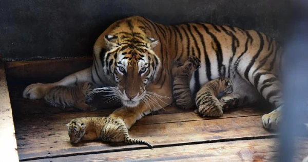 Lioness Lola gave birth to triplet cubs at Chelyabinsk . (Video)