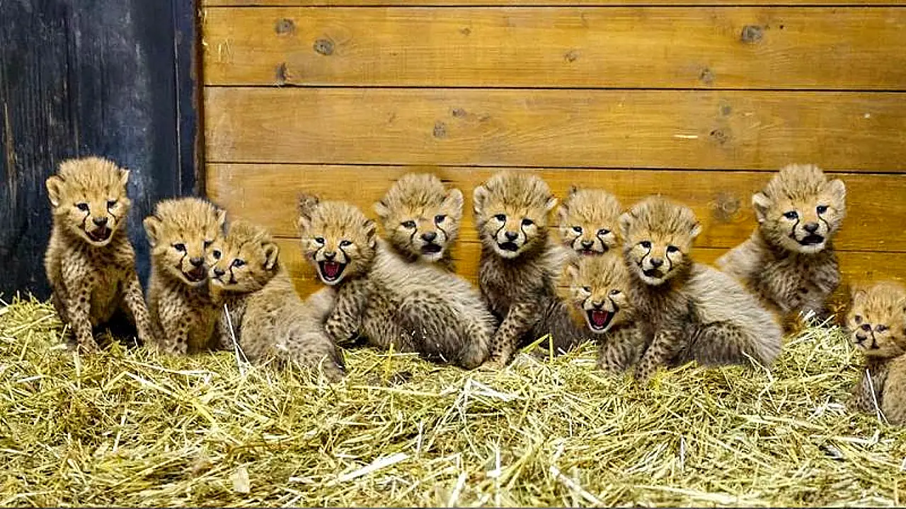 Lioness Lola gave birth to triplet cubs at Chelyabinsk . (Video)