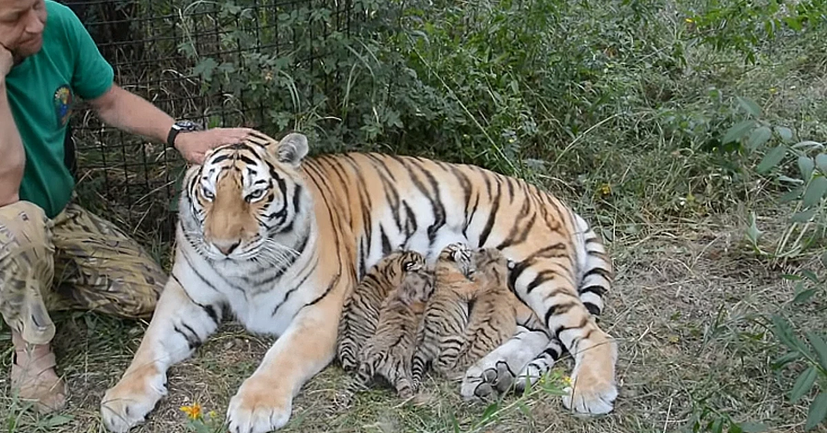 Lioness Lola gave birth to triplet cubs at Chelyabinsk . (Video)