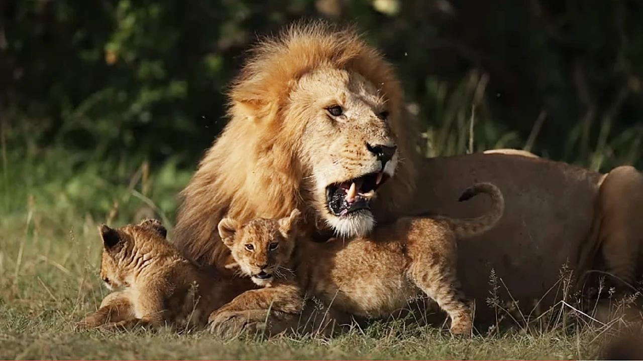 Lioness Lola gave birth to triplet cubs at Chelyabinsk . (Video)