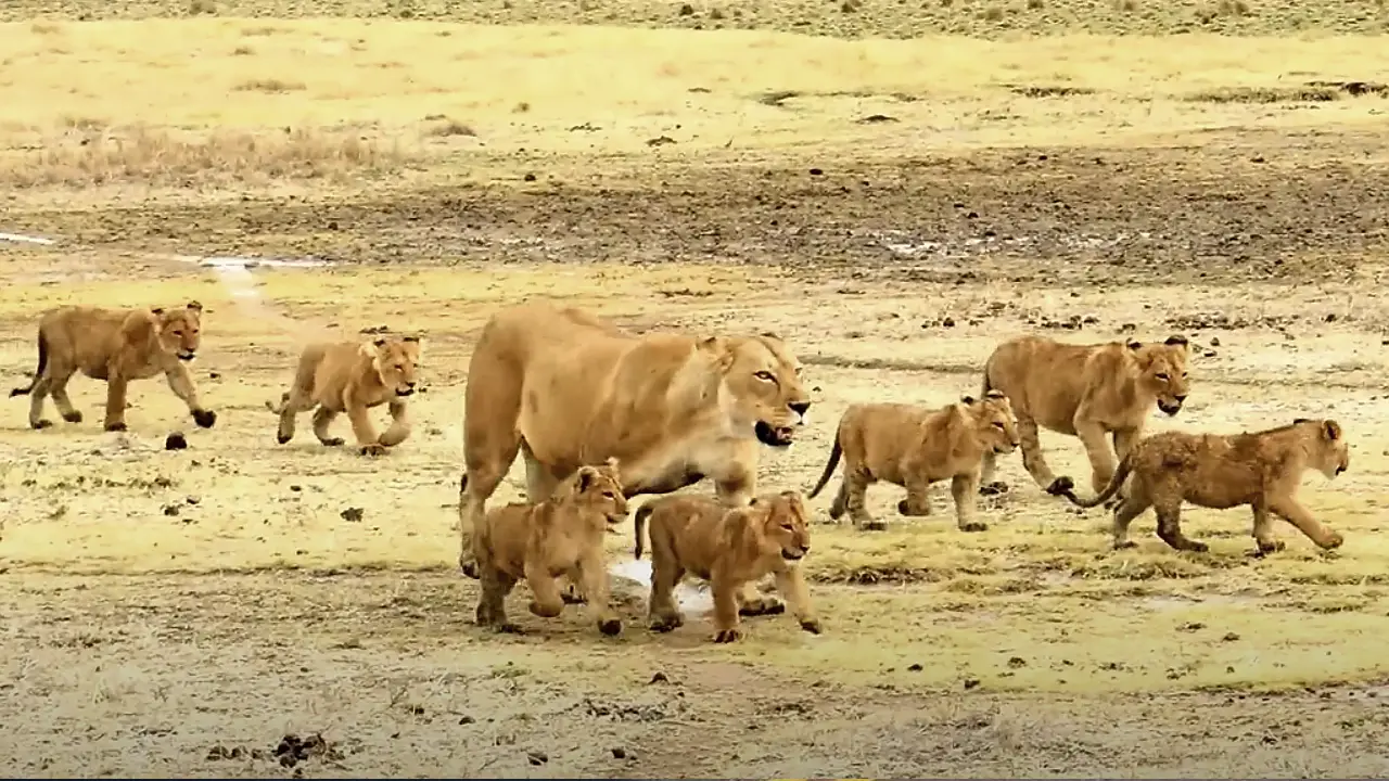 Lioness Lola gave birth to triplet cubs at Chelyabinsk . (Video)