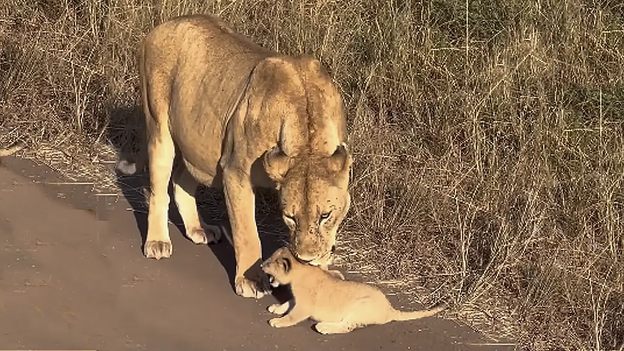 Lioness Lola gave birth to triplet cubs at Chelyabinsk . (Video)