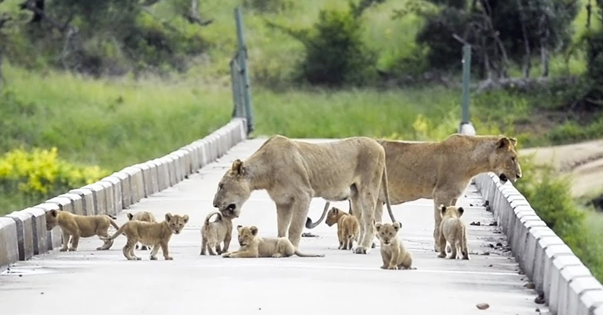 Lioness Lola gave birth to triplet cubs at Chelyabinsk . (Video)