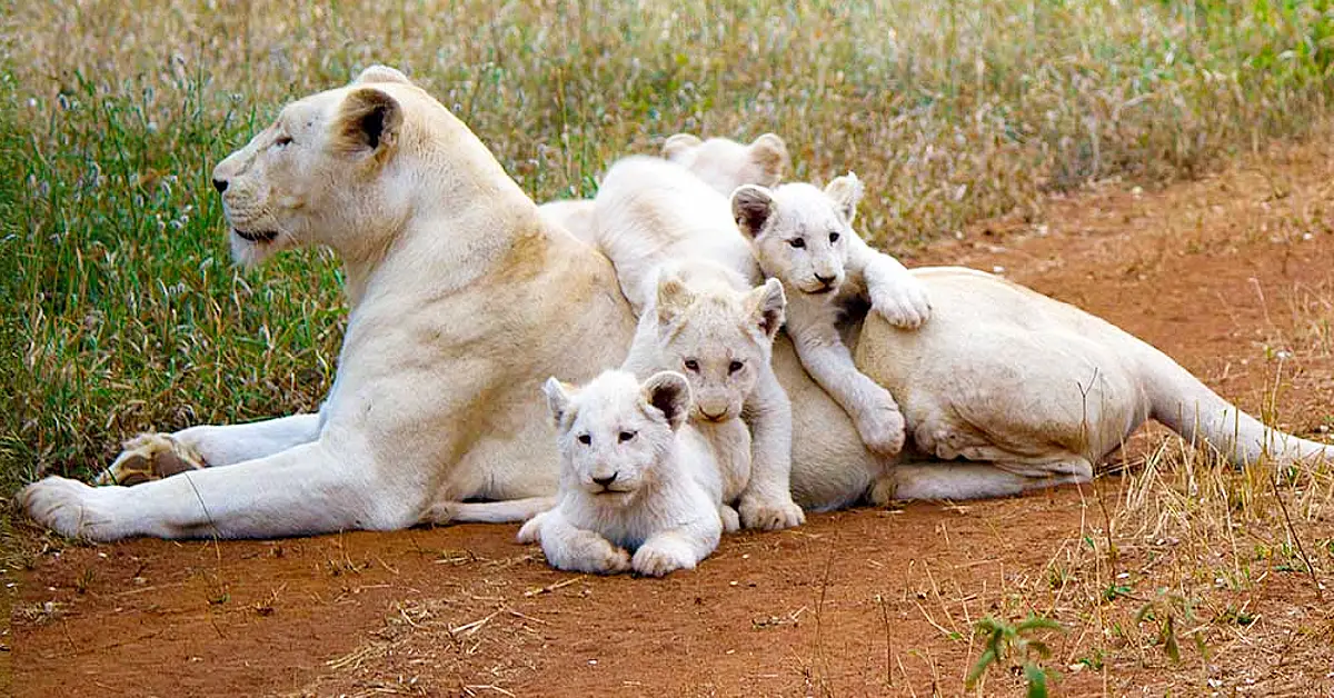 Lioness Lola gaʋe 𝐛𝐢𝐫𝐭𝐡 to triplet cuƄs at ChelyaƄinsk . (Video)