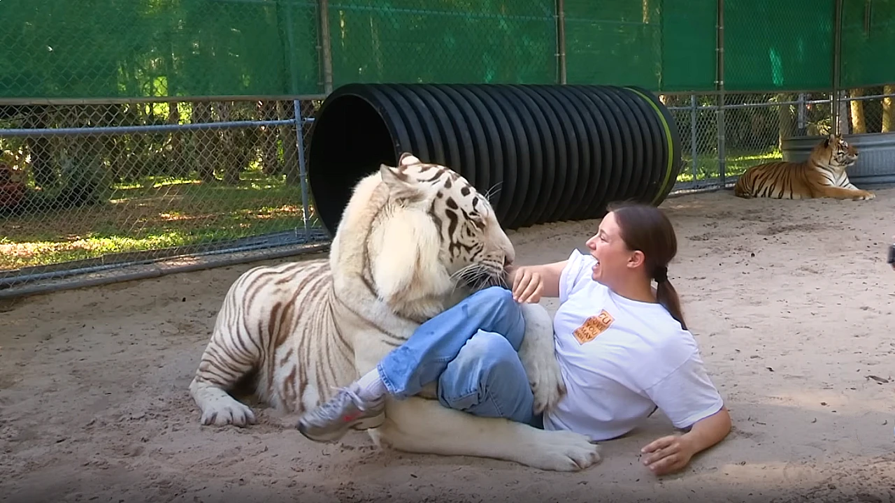 Lioness Lola gave birth to triplet cubs at Chelyabinsk . (Video)