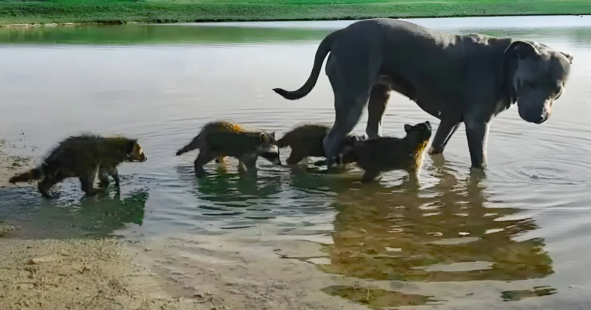 Lioness Lola gave birth to triplet cubs at Chelyabinsk . (Video)