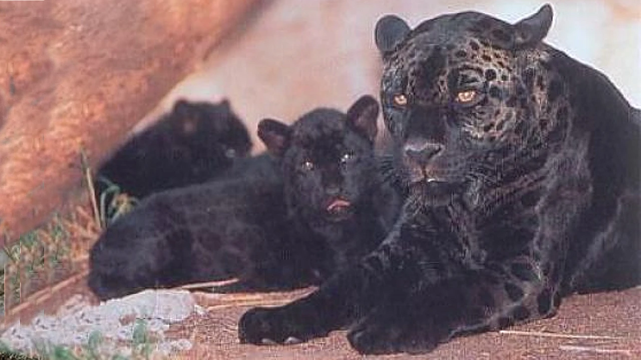 Lioness Lola gave birth to triplet cubs at Chelyabinsk . (Video)