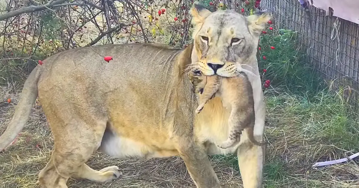 Lioness Lola gave birth to triplet cubs at Chelyabinsk . (Video)