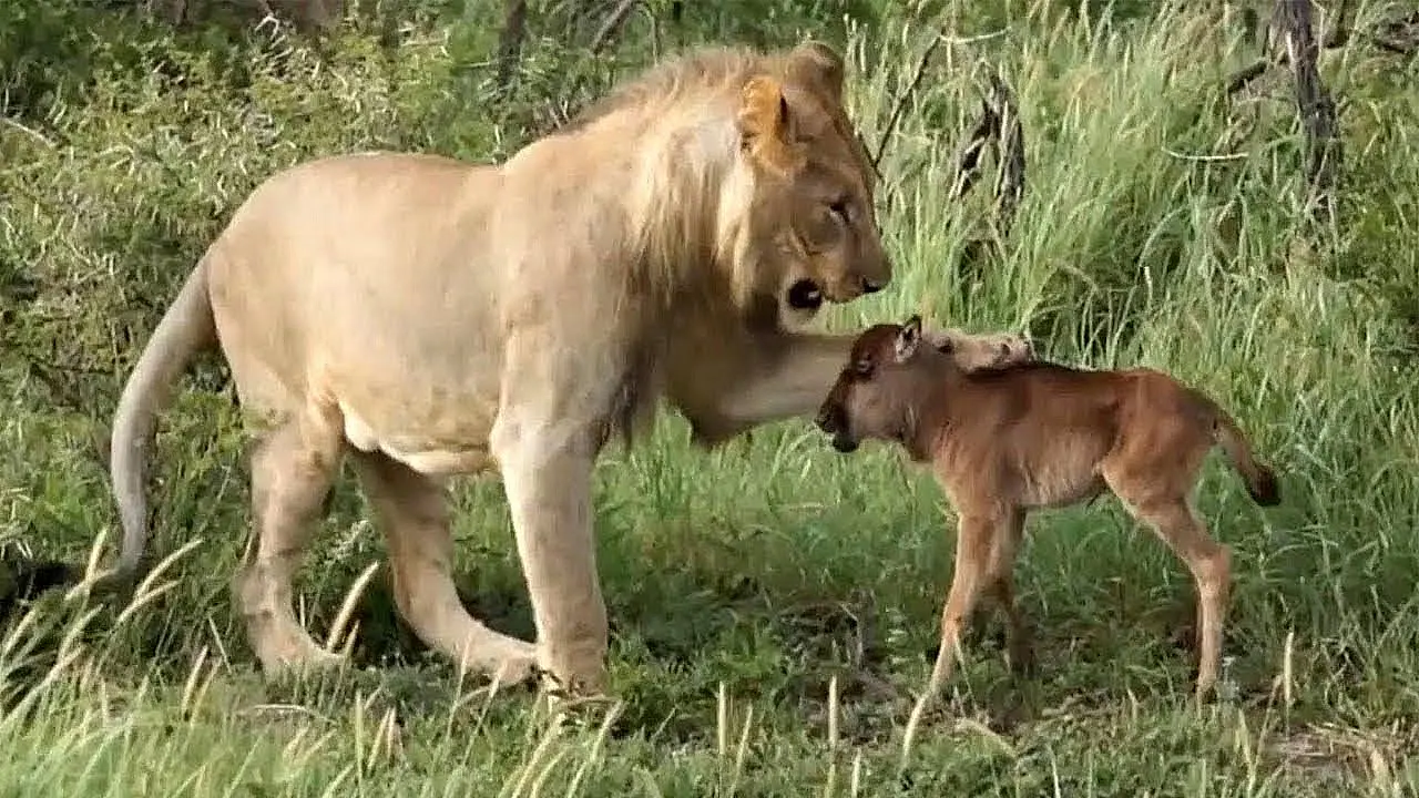 Lioness Lola gave birth to triplet cubs at Chelyabinsk . (Video)