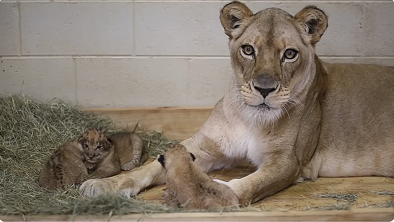 Lioness Lola gave birth to triplet cubs at Chelyabinsk . (Video)