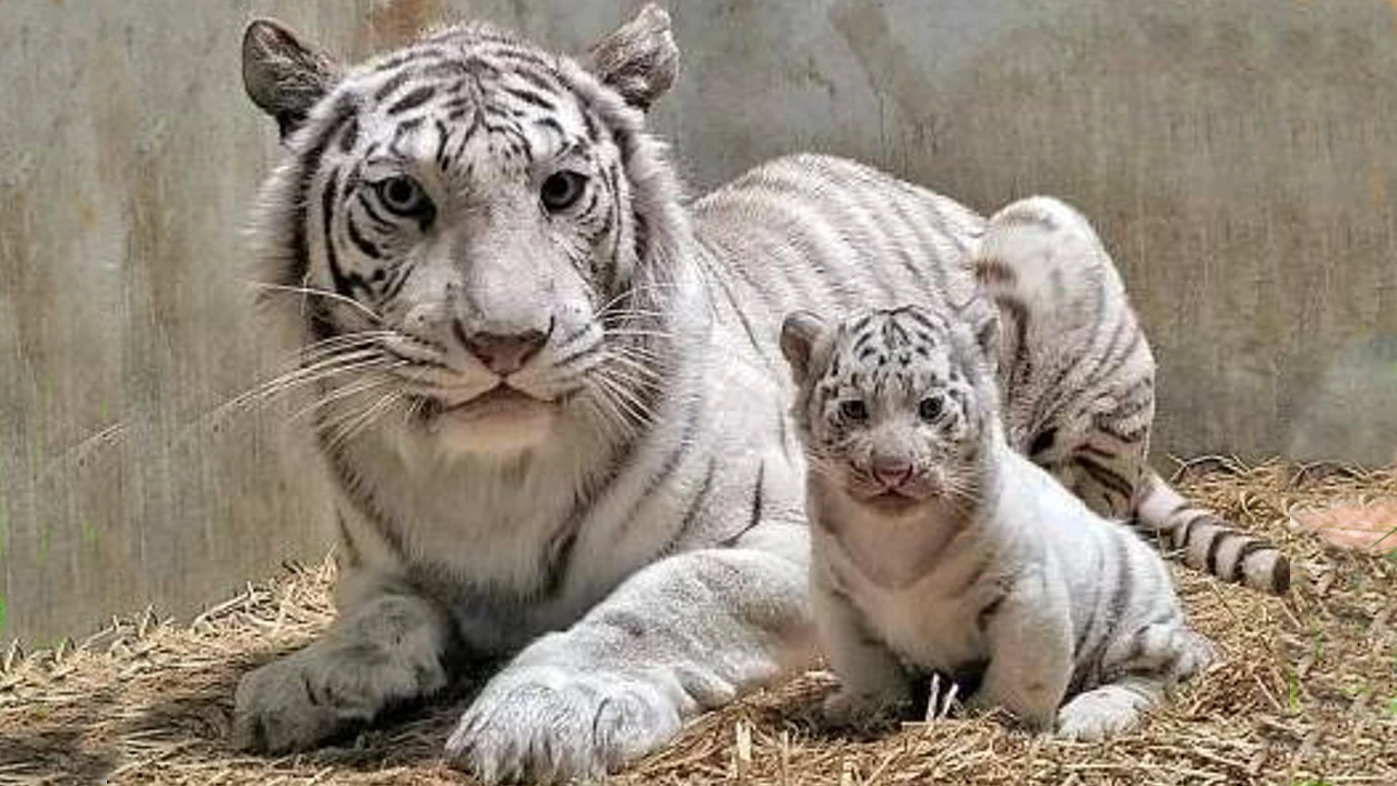 Lioness Lola gave birth to triplet cubs at Chelyabinsk . (Video)