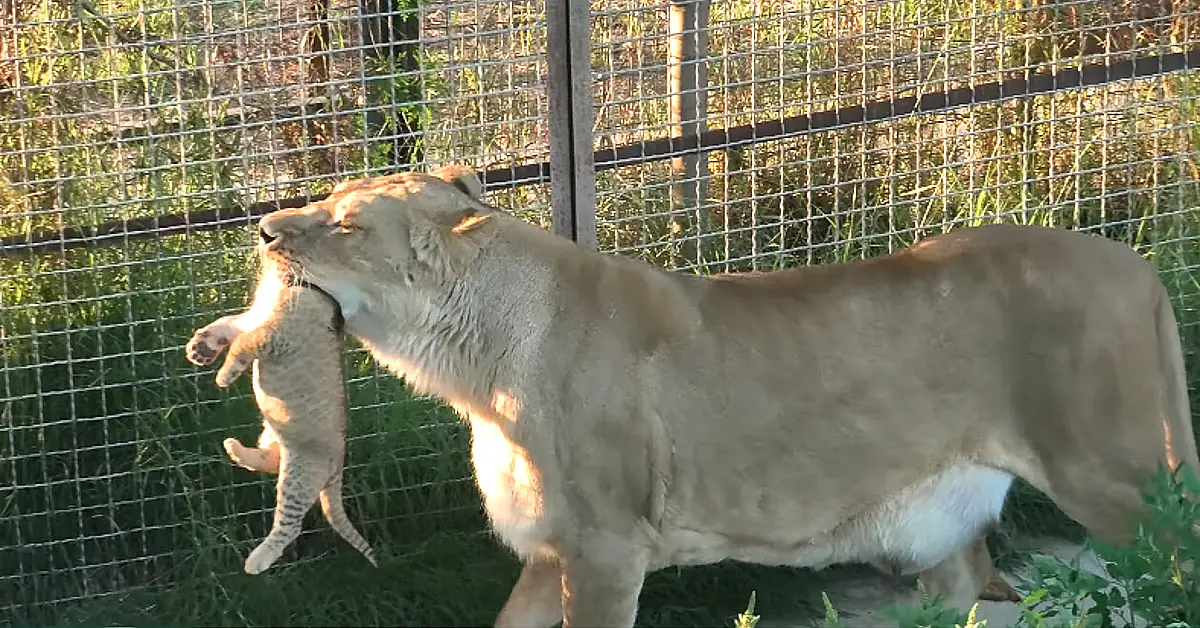 Lioness Lola gave birth to triplet cubs at Chelyabinsk . (Video)