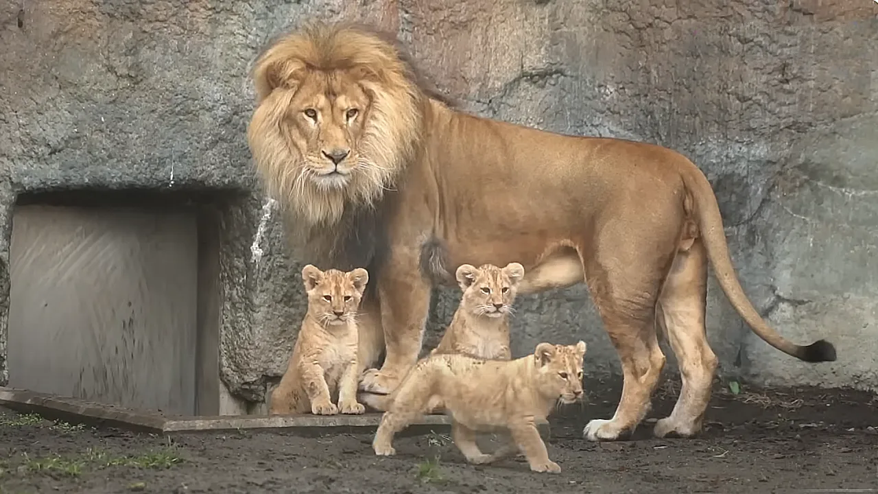 Lioness Lola gave birth to triplet cubs at Chelyabinsk . (Video)