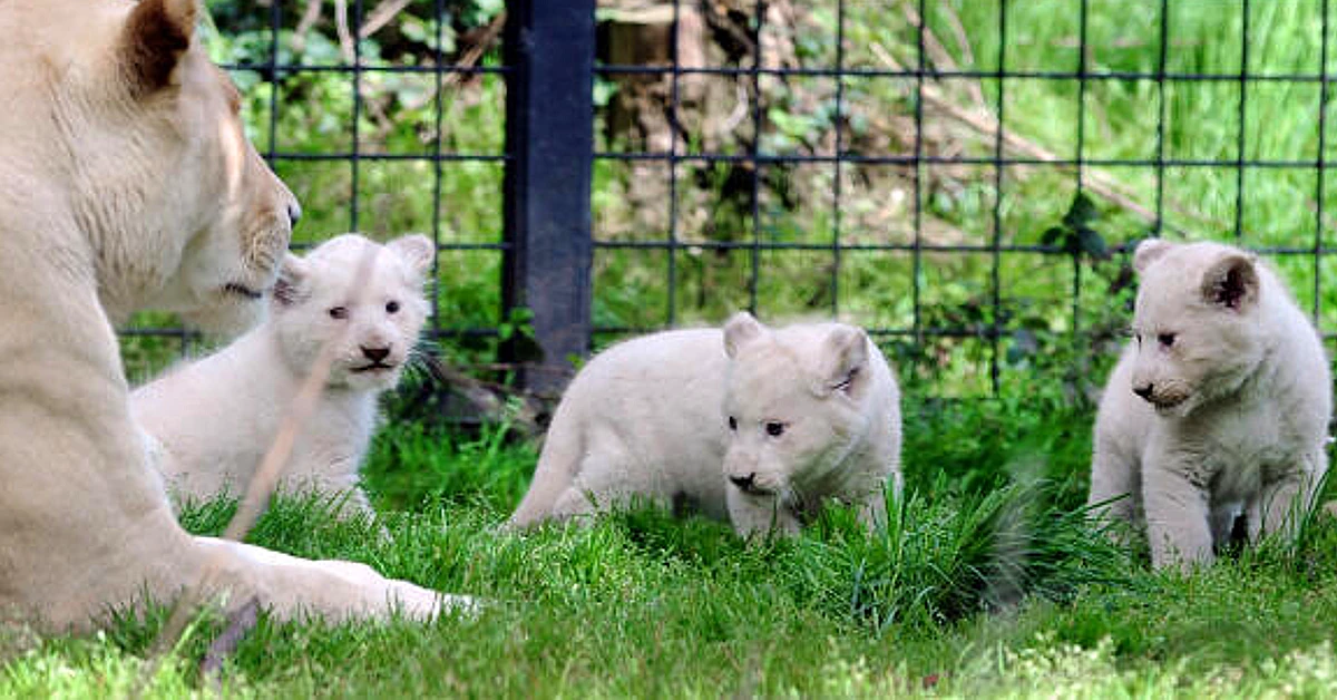 Lioness Lola gave birth to triplet cubs at Chelyabinsk . (Video)