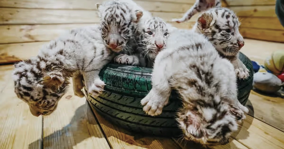 Lioness Lola gave birth to triplet cubs at Chelyabinsk . (Video)