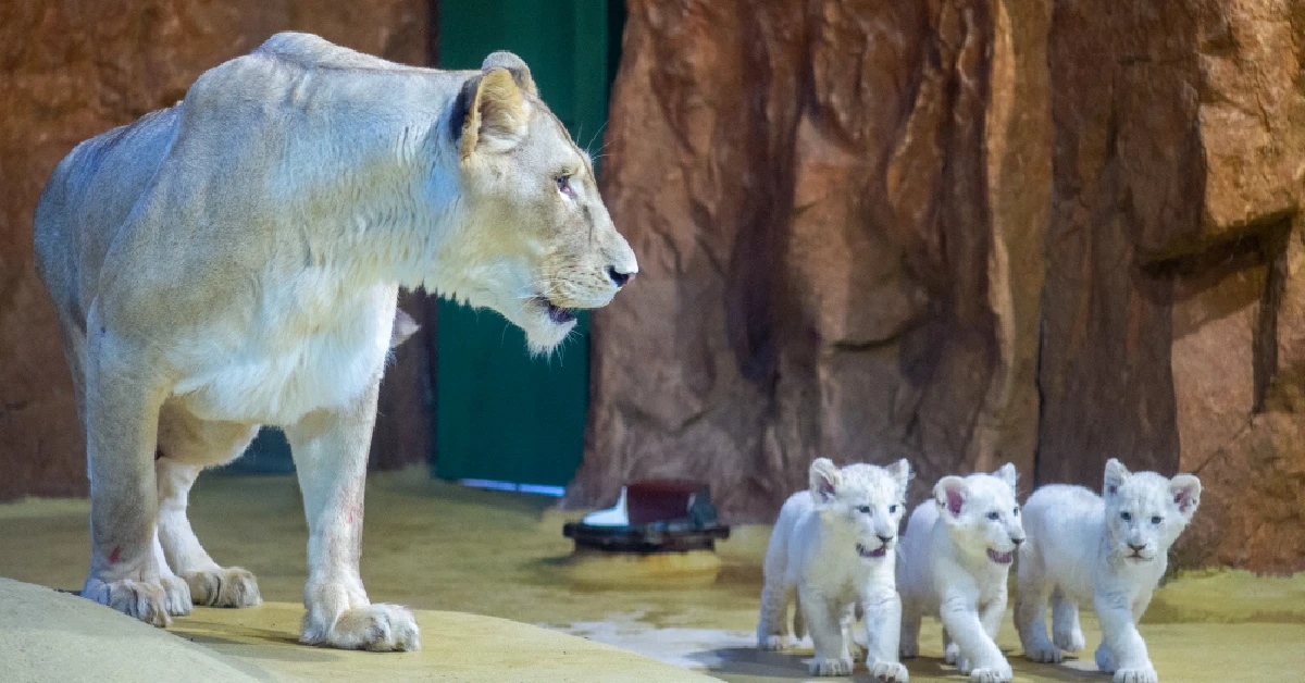 Lioness Lola gave birth to triplet cubs at Chelyabinsk . (Video)