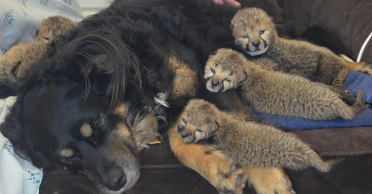 Lioness Lola gave birth to triplet cubs at Chelyabinsk . (Video)