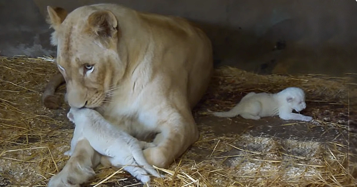 Lioness Lola gave birth to triplet cubs at Chelyabinsk . (Video)