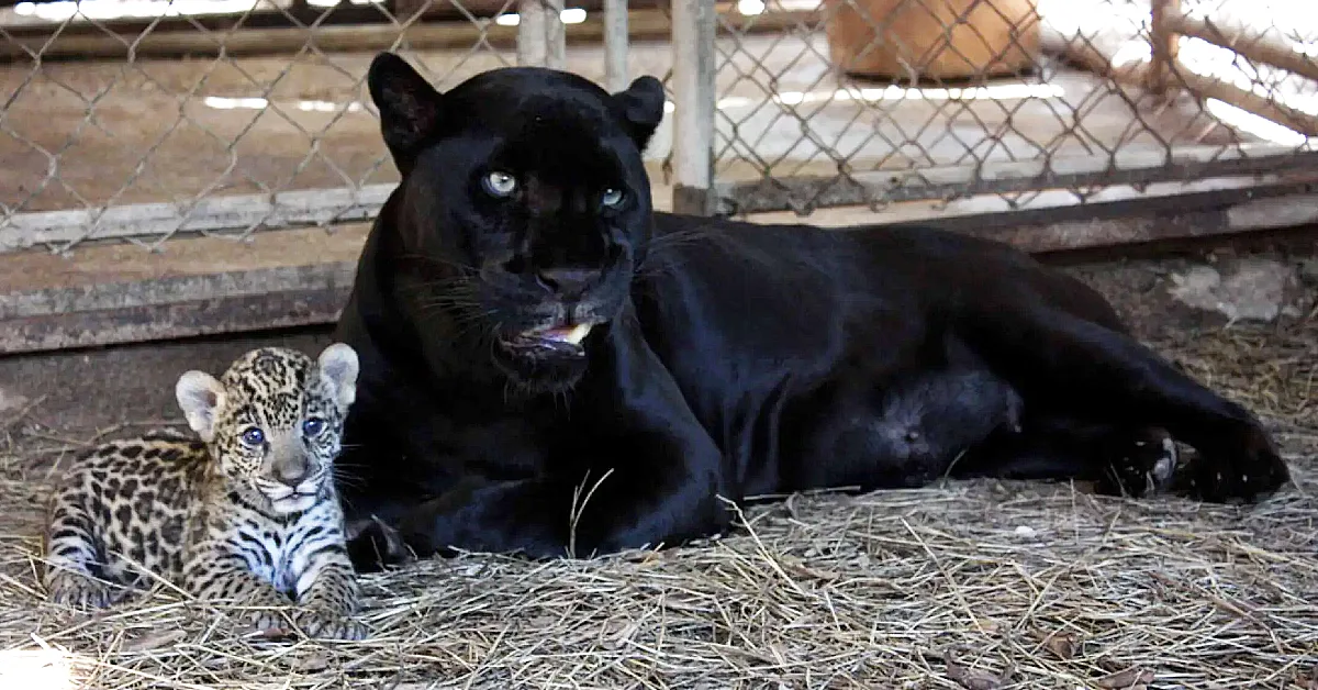 Lioness Lola gave birth to triplet cubs at Chelyabinsk . (Video)