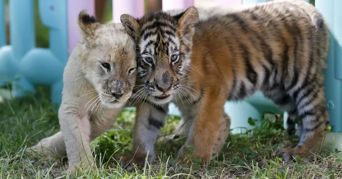 Lioness Lola gave birth to triplet cubs at Chelyabinsk . (Video)