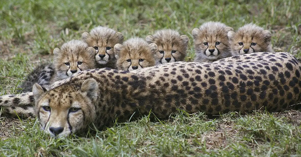 Lioness Lola gave birth to triplet cubs at Chelyabinsk . (Video)