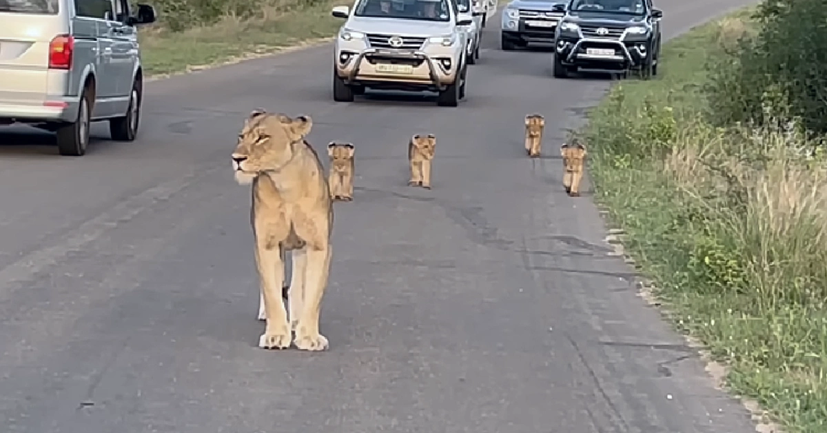 Lioness Lola gave birth to triplet cubs at Chelyabinsk . (Video)