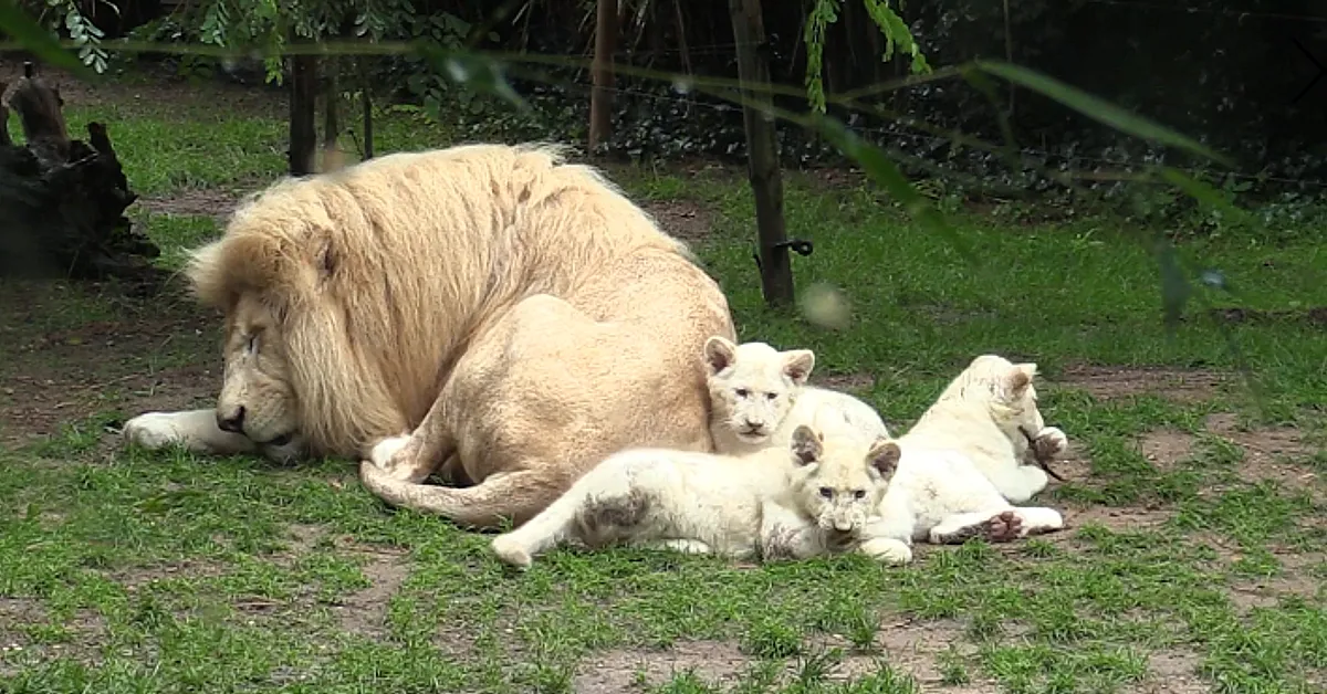 Lioness Lola gave birth to triplet cubs at Chelyabinsk . (Video)