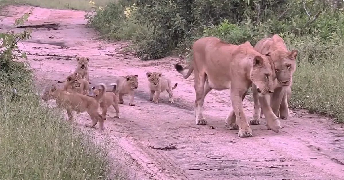 Lioness Lola gave birth to triplet cubs at Chelyabinsk . (Video)