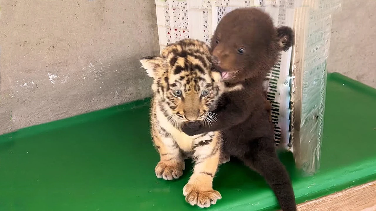 Lioness Lola gave birth to triplet cubs at Chelyabinsk . (Video)