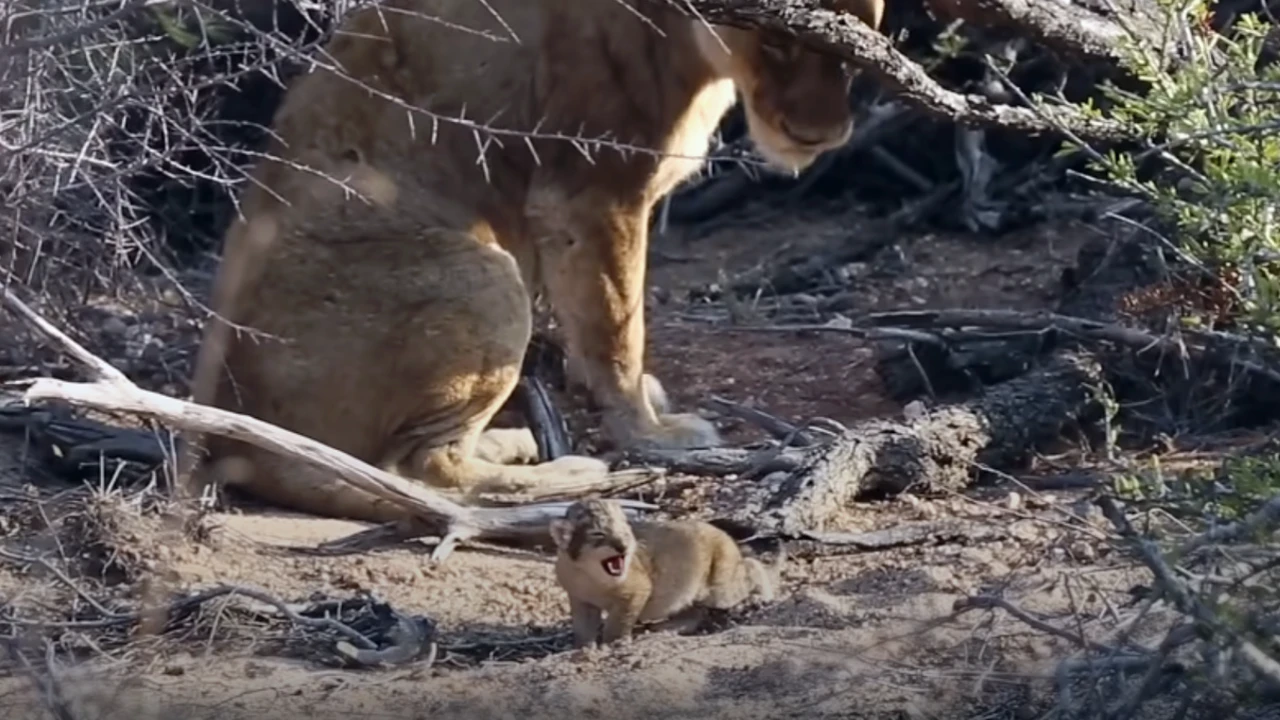 Lioness Lola gave birth to triplet cubs at Chelyabinsk . (Video)