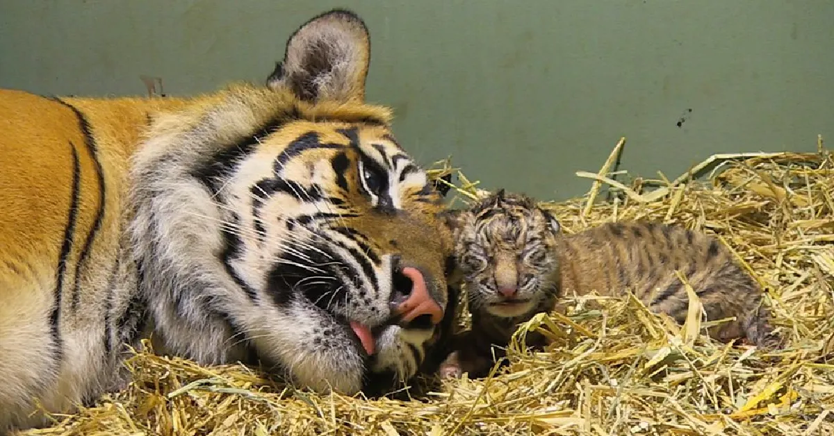 Lioness Lola gave birth to triplet cubs at Chelyabinsk . (Video)