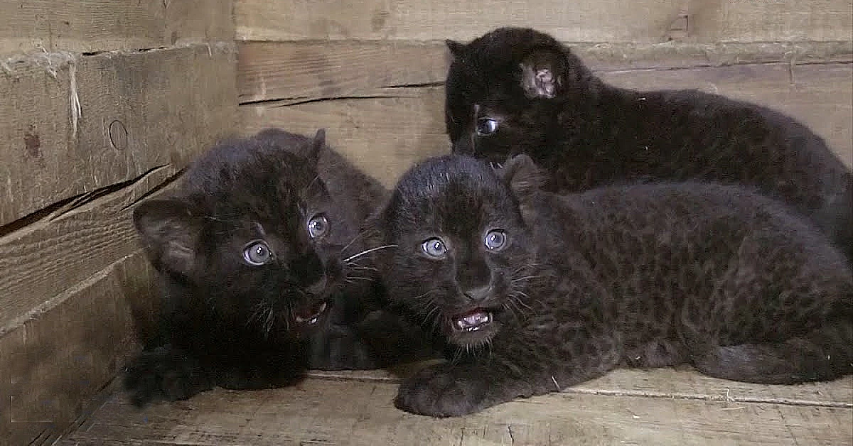 Lioness Lola gave birth to triplet cubs at Chelyabinsk . (Video)