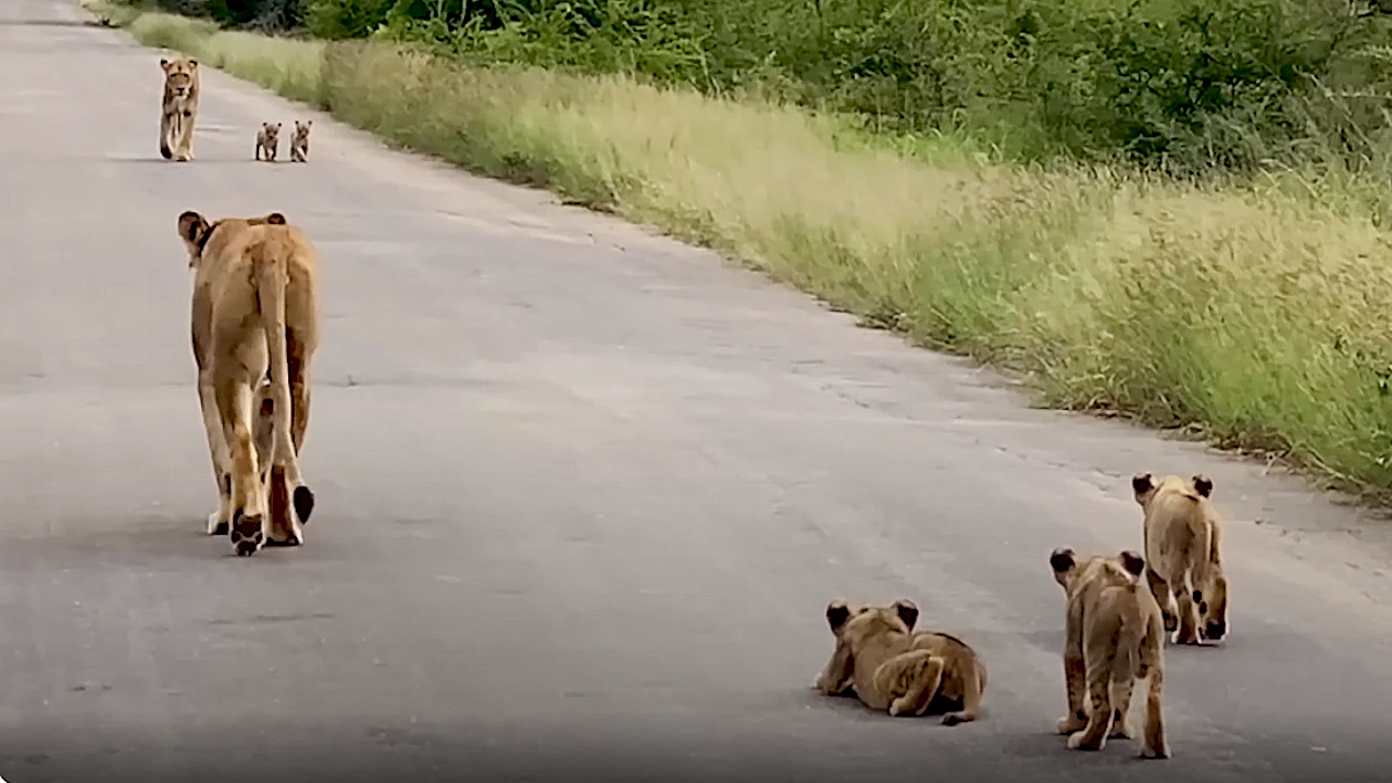 Lioness Lola gave birth to triplet cubs at Chelyabinsk . (Video)