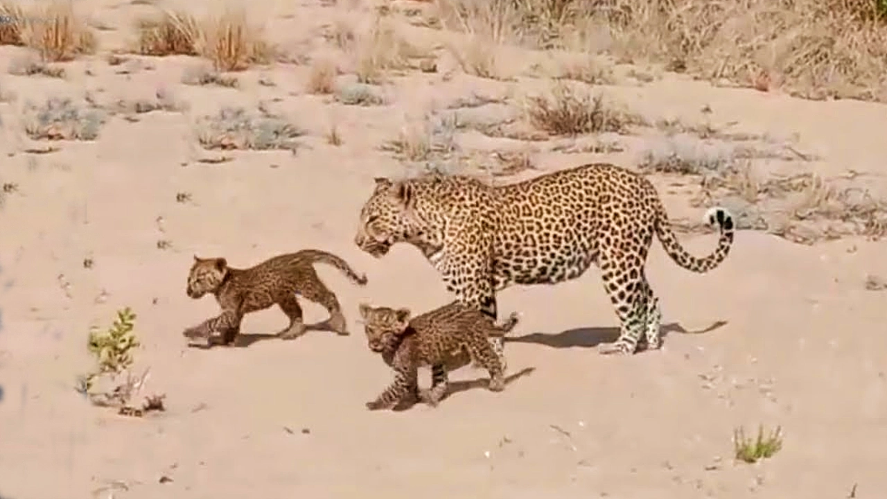 Lioness Lola gave birth to triplet cubs at Chelyabinsk . (Video)